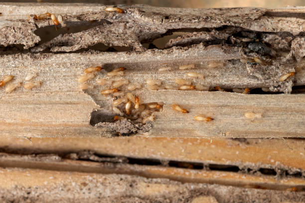 Best Pest Removal Services  in Arnold Line, MS