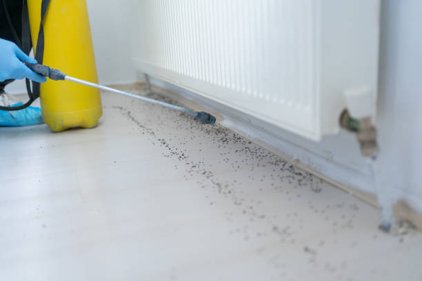 Best Mosquito Control Services  in Arnold Line, MS