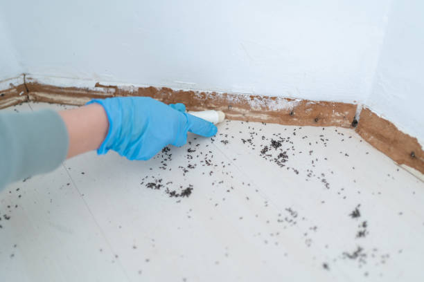 Reliable Arnold Line, MS Pest Control Solutions
